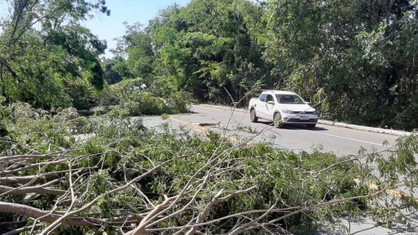 Temporal derruba árvores e bloqueia parcialmente trecho da BR 262 em Viana