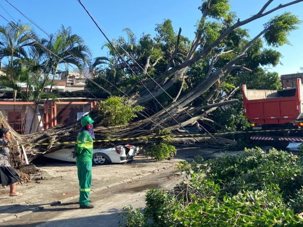 A área foi isolada para o trabalho de corte da árvore e limpeza da rua por Kaique Dias/TV Gazeta