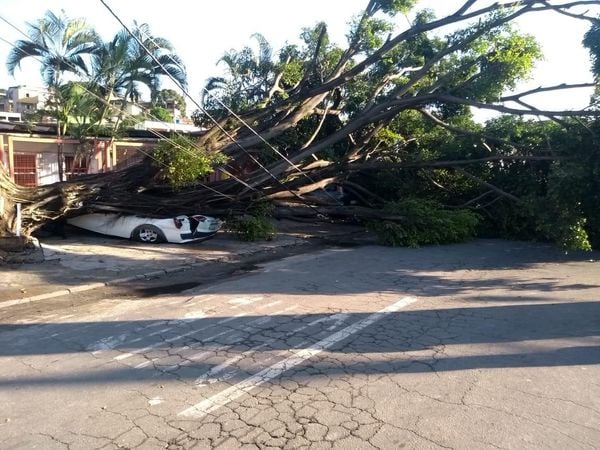 Três carros foram danificados com a queda da árvore em Ilha da Conceição por Kaique Dias/TV Gazeta