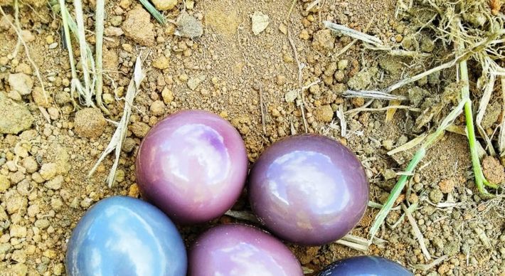 Ovos coloridos e com um brilho como se fossem metalizados foram encontrados pelo produtor Sávio Fileti no meio de um pasto; ele acredita que os ovos são de uma ave chamada perdiz