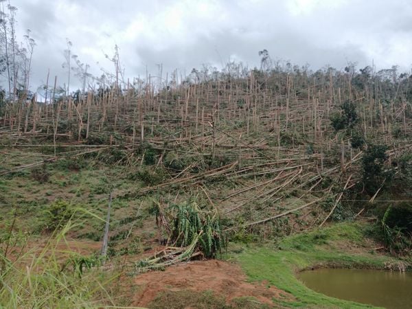 Quedas de árvores após o temporal dificulta chegadas das equipes às regiões que estão em energia elétrica no ES
