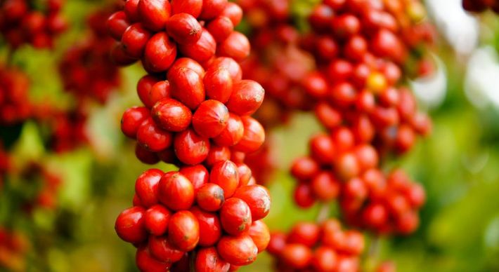 Café capixaba hoje é carregado de conhecimentos, de inovações e também de surpresas