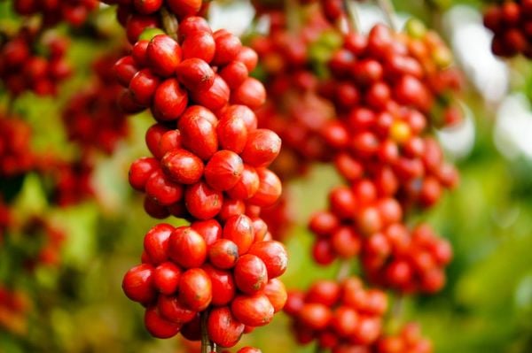 Café conilon de Jaguaré, o maior produtor dessa variedade no país