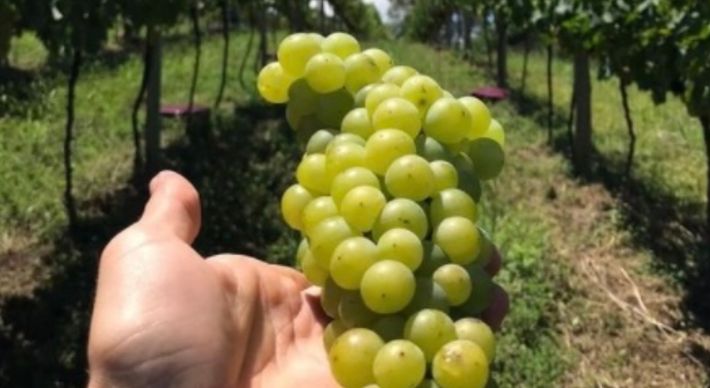 No ano passado, o menor volume de chuvas influenciou de forma positiva a qualidade dos rótulos produzidos em várias partes do Brasil