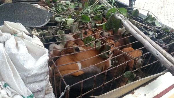 A polícia também encontrou nove cães de caça e carnes de capivara dentro de uma caminhonete
