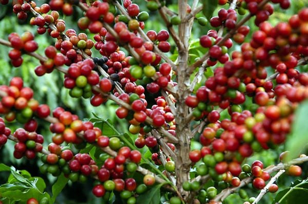 Cafeicultura une gerações e gera renda para famílias brasileiras