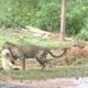 Imagem - Vídeo de onça carregando cachorro pela boca não foi gravado em Sooretama