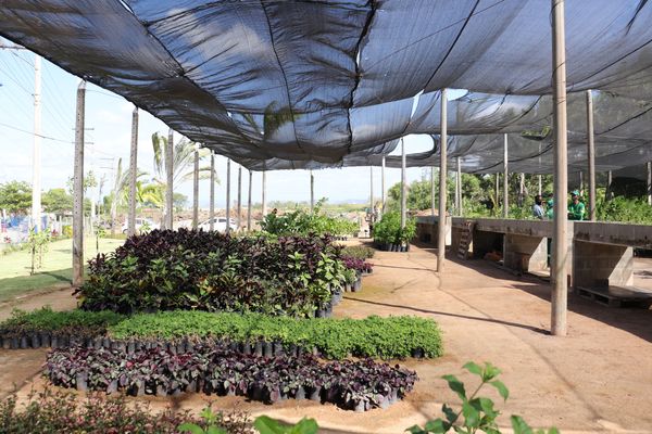 Viveiro no município de Vila Velha tem mais de 30 espécies disponíveis para doação