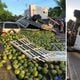 Imagem - Caminhão tomba e carga de coco se espalha em avenida de Linhares