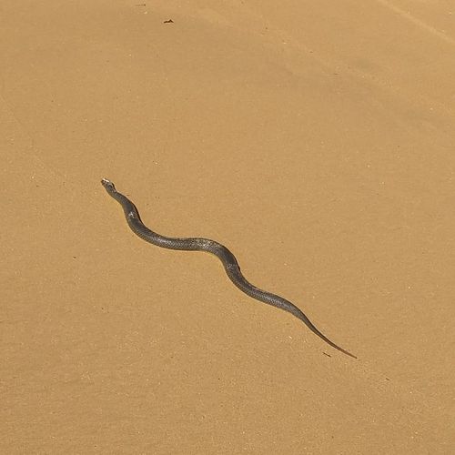 Animal foi visto por família que fazia uma caminhada na manhã deste domingo (18), nas proximidades de uma região de mata. Apesar do susto, espécie não é perigosa