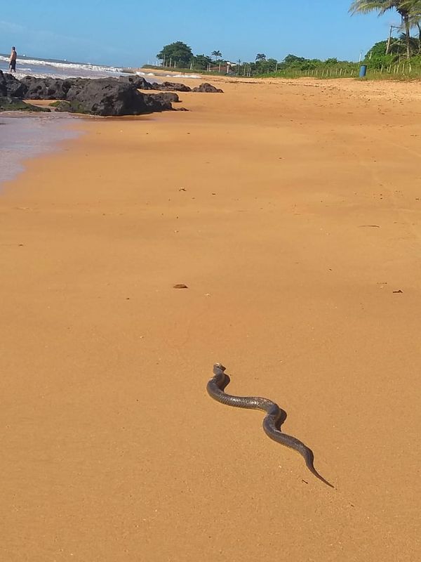 Cobra na Praia de Manguinhos, na Serra