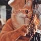 Imagem - 8 motivos para manter os gatos dentro de casa