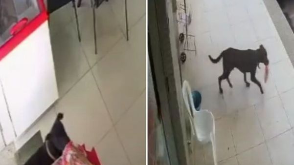 Câmeras de segurança de padaria flagram cão levando pacote de pão em Marilândia