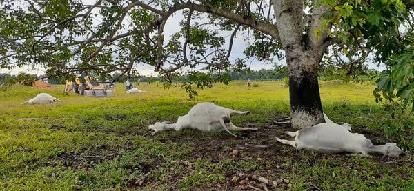 Queda de raio mata cinco cabeças de gado em fazenda de Jaguaré