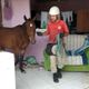 Imagem - Cavalo vai parar no quarto de casa após desabar de barranco em Cariacica