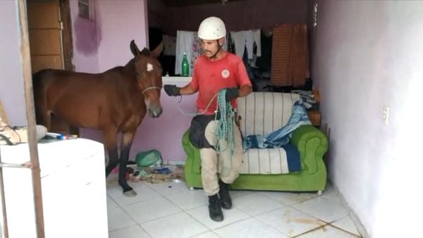 Cavalo foi retirado da casa por militares do Corpo de Bombeiros 