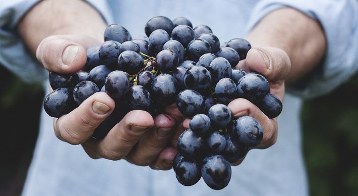 Projeto envolve Ufes, Embrapa, Incaper e prefeituras e tem o objetivo de capacitar e instrumentalizar produtores rurais para produzir mais de 1.200 toneladas de frutas
