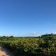 Imagem - Após uma semana de assalto a fazenda em Aracruz, ninguém foi preso
