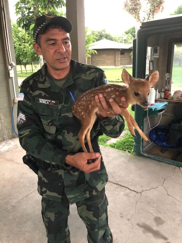 Filhote é veado-mateiro é resgatado no interior do ES por Divulgação