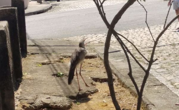 Seriema surpreende moradores em rua de Colatina