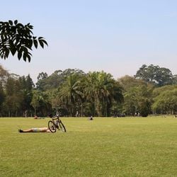 Em nota, o governo disse que as aves não são residentes do parque, por isso não existe a necessidade de fechamento do local