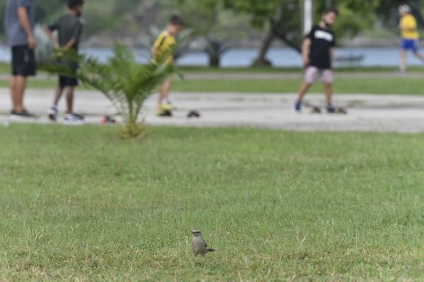 Pássaros dão show de cores na Praça do Papa, em Vitória por Ricardo Medeiros
