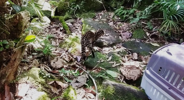 A gatinha foi encontrada sozinha, na região do Caxixe, em Venda Nova do Imigrante. Machucada e com queimaduras, ela recebeu tratamento até ser colocada de volta na natureza