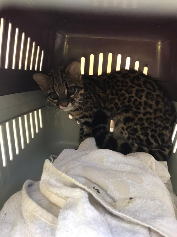 Gato-do-mato foi resgatado, tratado e solto no Parque do Forno Grande, em Castelo