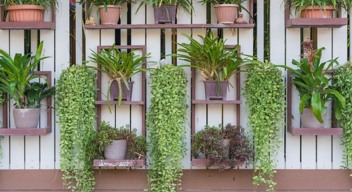 Confira dicas de como manter uma área verde em ambientes compactos dentro de casa e quais as melhores espécies de plantas para decorar