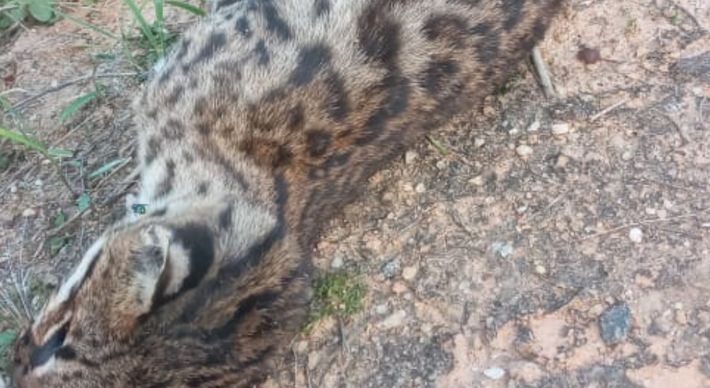 O animal parecia ter sido vítima de um atropelamento, segundo o leitor que fez as imagens. A jaguatirica estava às margens da rodovia que liga Marilândia a Colatina