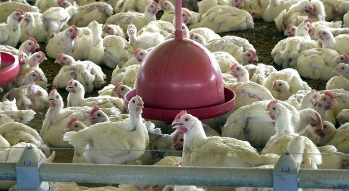 Com a confirmação de caso inédito de contaminação por gripe aviária em aves silvestres há risco de vírus chegar a granjas, por isso empresas atuam na prevenção