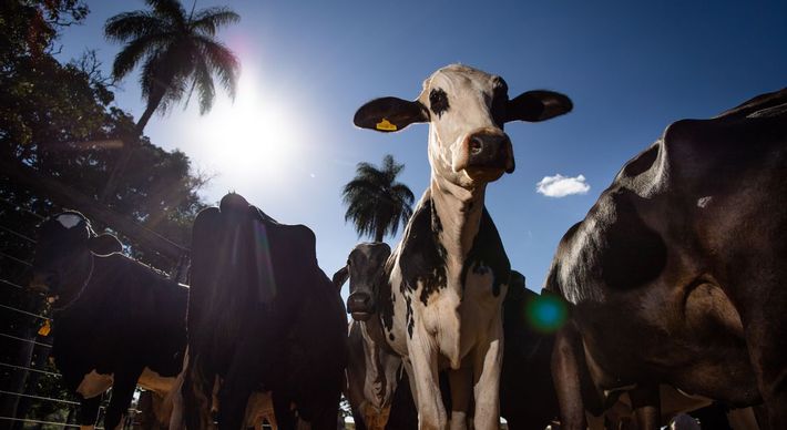No Espírito Santo, a imunização ocorrerá para bovinos e bubalinos com até 24 meses de idade. Ao todo, espera-se imunizar cerca de 170 milhões de animais no país