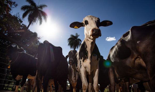 Rebanhos de bovinos e bubalinos devem ser vacinados contra a febre aftosa