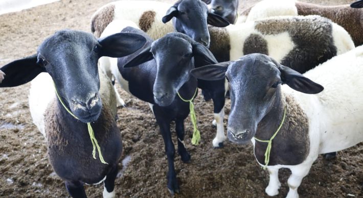 Pesquisadora quer usar técnica aprendida em Israel para desenvolver teste rápido que identifica infecções por toxoplasmose em animais e identificar locais com mais casos