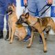 Imagem - Doados pela PM do RJ, cães farejadores Dru e Flor vão atuar em Vitória