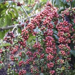 Executivo do WWF esteve no Espírito Santo para conhecer a cadeia produtiva do café. O objetivo é desenvolver padrões globais para as commodities agrícolas