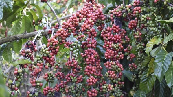 Executivo do WWF esteve no Espírito Santo para conhecer a cadeia produtiva do café. O objetivo é desenvolver padrões globais para as commodities agrícolas