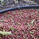 Produção de café conilon vai receber investimento para alcançar paladares exigentes