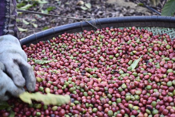 Produção de café conilon vai receber investimento para alcançar paladares exigentes