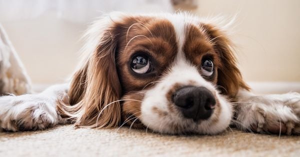 De olho no Pet: as situações que colocam em risco seu animal em casa – [Blog GigaOutlet]