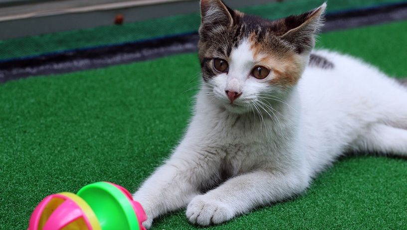 Brinquedos e jogos inteligentes para pets; gato