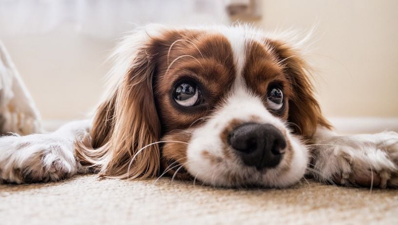 Cachorro, cão, pet
