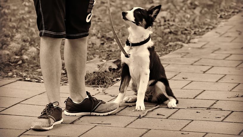 Passeio com o pet; passear com o cachorro