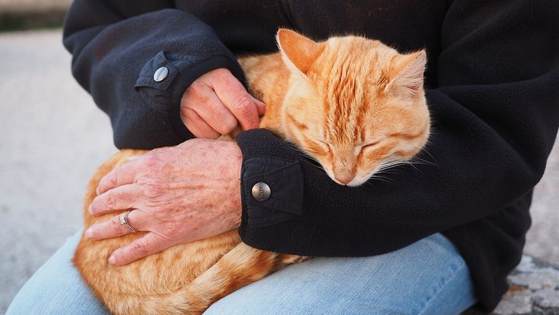 Pets: gato recebe carinho