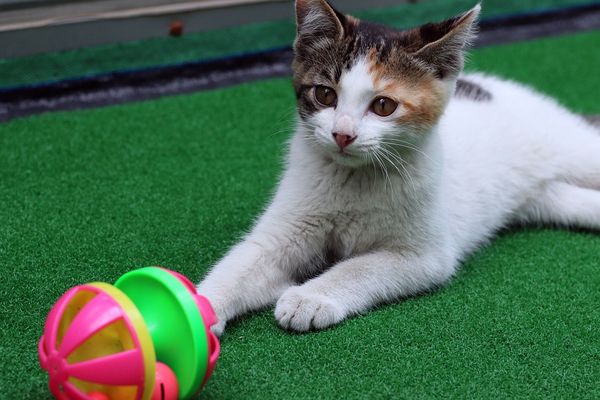 Brinquedos e jogos inteligentes para pets; gato