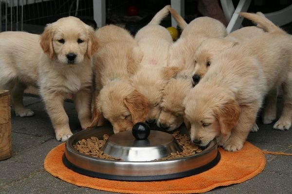 Pets: Filhotes de Golden Retriever se alimentando; cachorro; cão