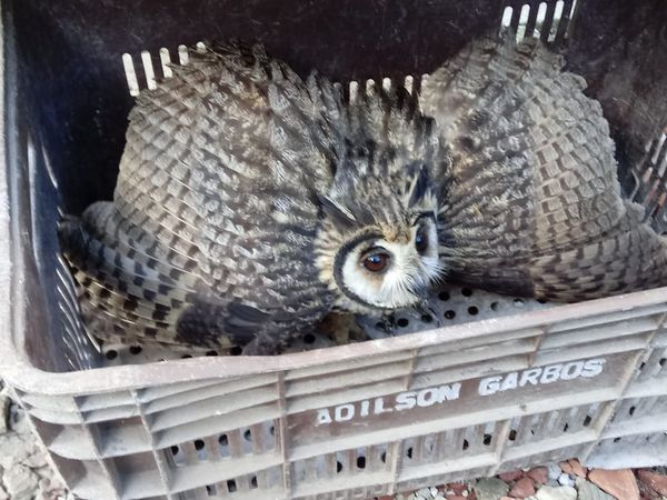 Coruja-orelhuda foi resgatada após ser atropelada na Barra do Jucu