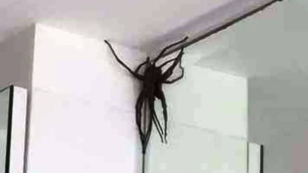 Aranhas com cerca de 15 centímetros estão deixando moradores assustados em Minas