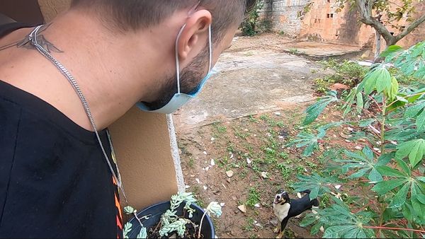 Ex-BBB Arthur Picoli brinca com sua cadela no quintal da casa em Conduru, distrito de Cachoeiro por Samy Ferreira