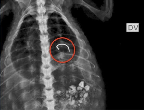Jacaré encontrado em praia do ES passará por cirurgia para retirar anzol 